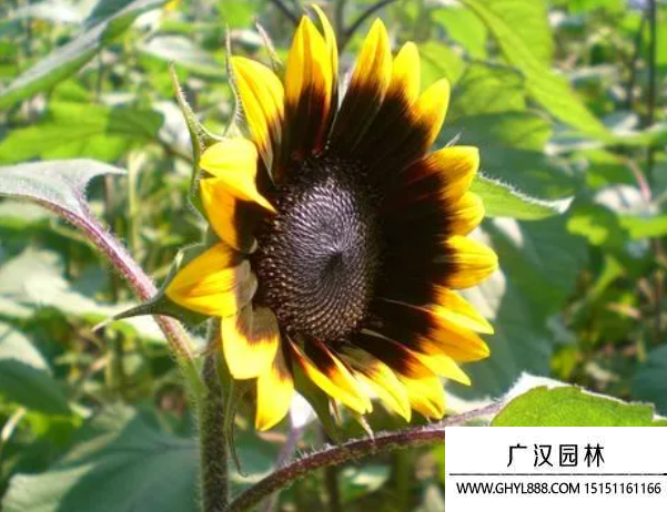 黑心向日葵 黑心向日葵