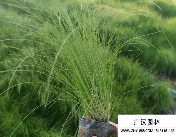 細(xì)莖針茅 細(xì)莖針茅