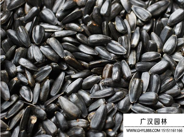 黑心向日葵種子 黑心向日葵種子