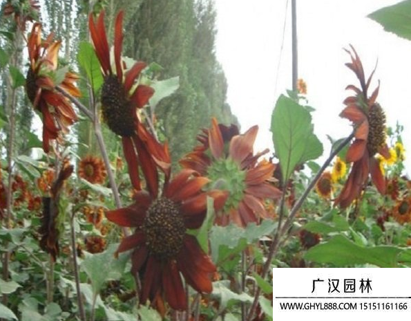 黑心向日葵 黑心向日葵