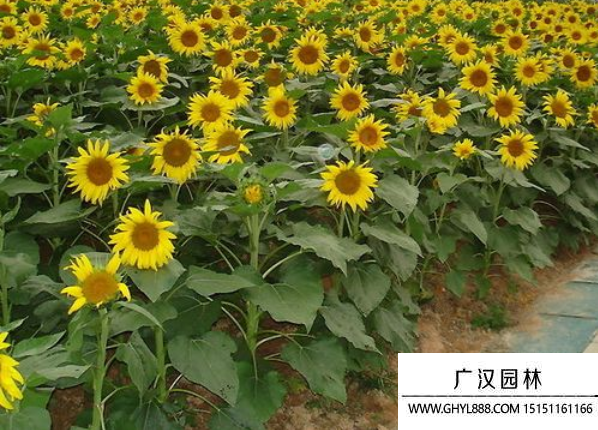 迷你向日葵 迷你向日葵