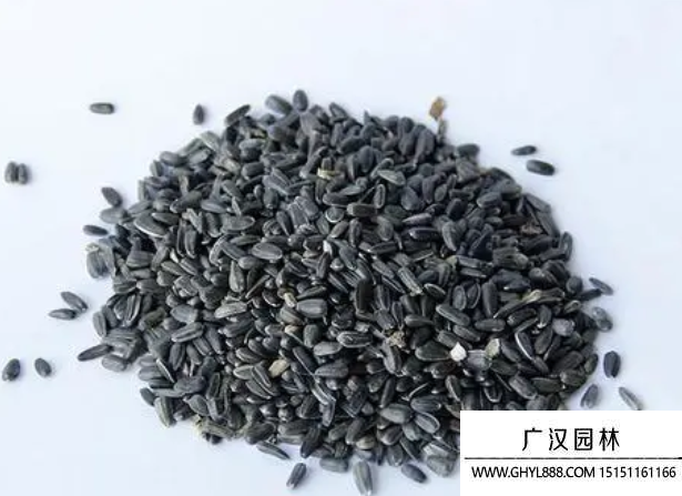 迷你向日葵種子 迷你向日葵種子