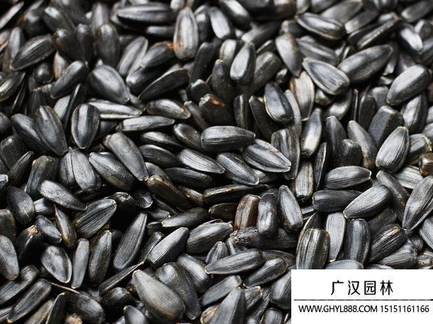 迷你向日葵種子 迷你向日葵種子