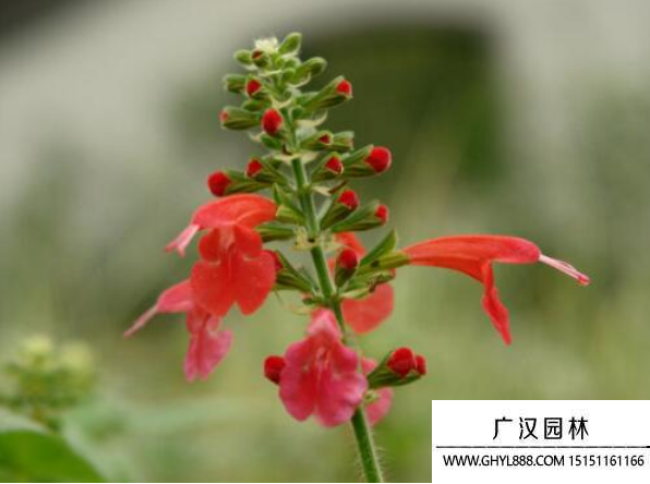 紅花鼠尾草