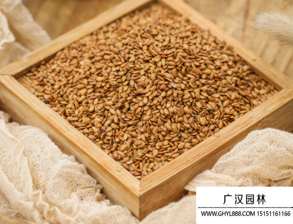 黃金亞麻籽 黃金亞麻籽