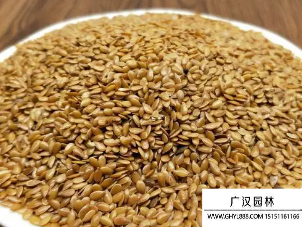 黃金亞麻籽 黃金亞麻籽