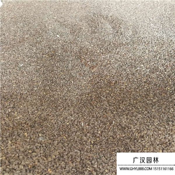 假龍頭種子 假龍頭種子