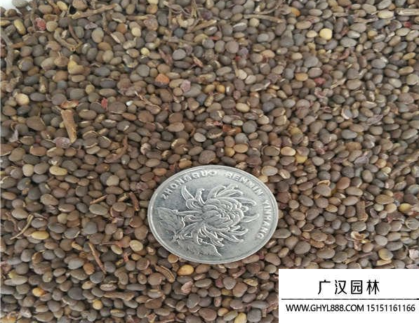 火炬花種子 火炬花種子