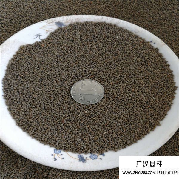 花菱草種子 花菱草種子