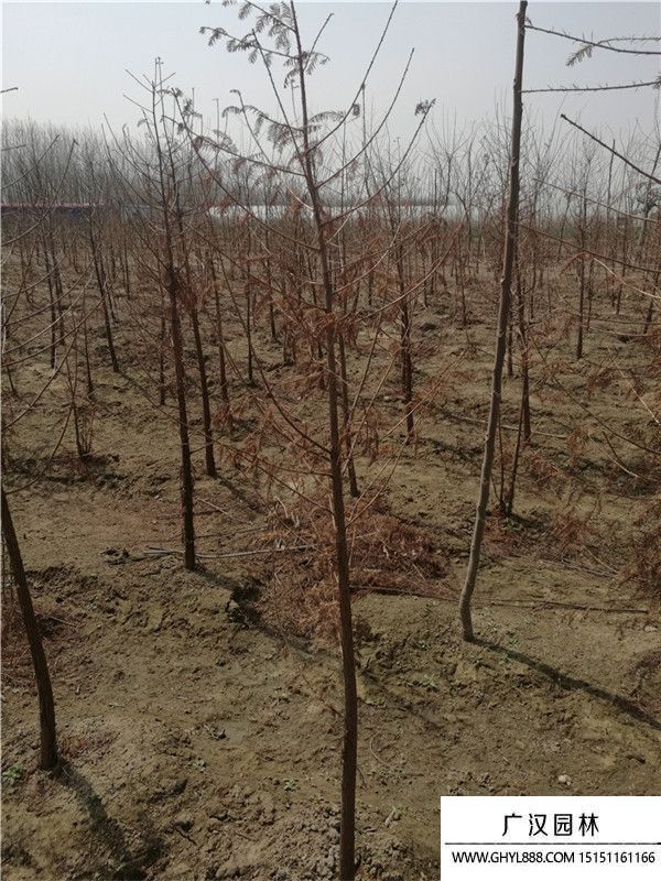 水杉樹苗 水杉樹苗