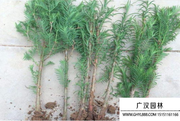 水杉小苗 水杉小苗