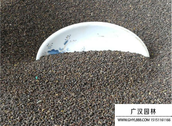 二月蘭種子 二月蘭種子