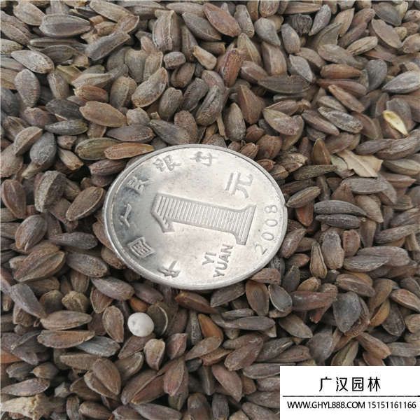 非洲菊種子 非洲菊種子