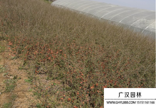 貼梗海棠 貼梗海棠