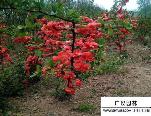 貼梗海棠 貼梗海棠