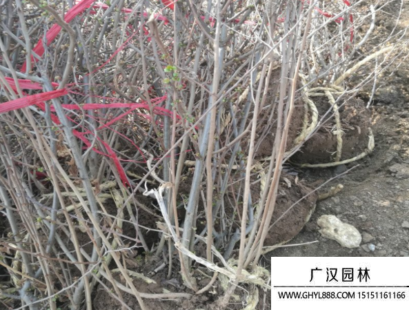 貼梗海棠 貼梗海棠