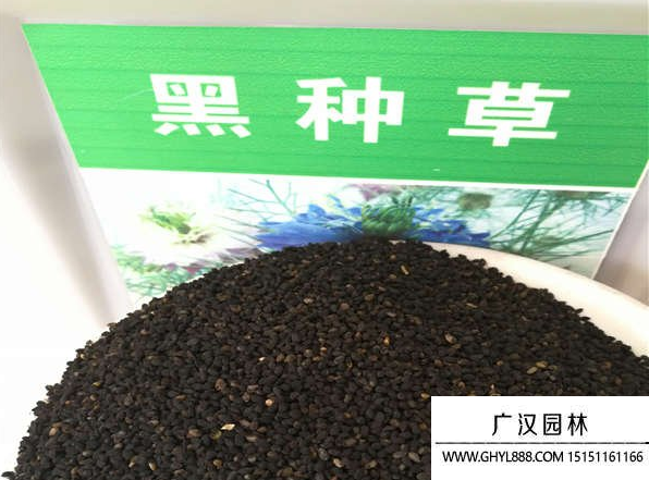 黑種草種子 黑種草種子