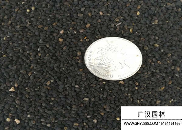 黑種草種子 黑種草種子