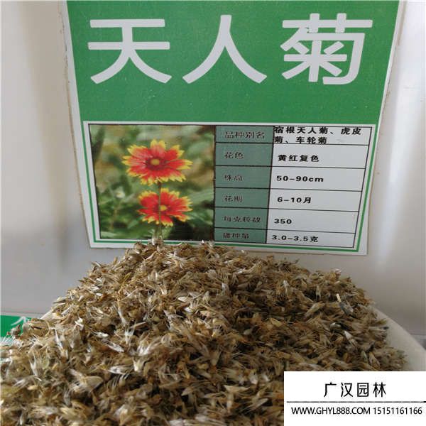 天人菊種子 天人菊種子