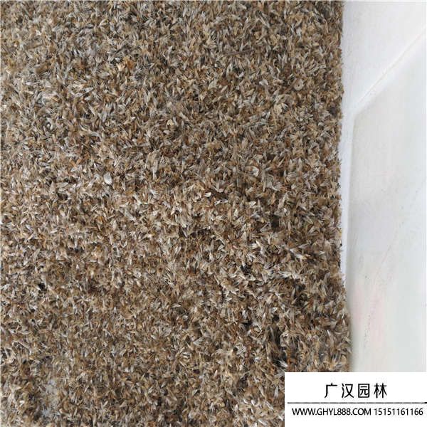 天人菊種子 天人菊種子