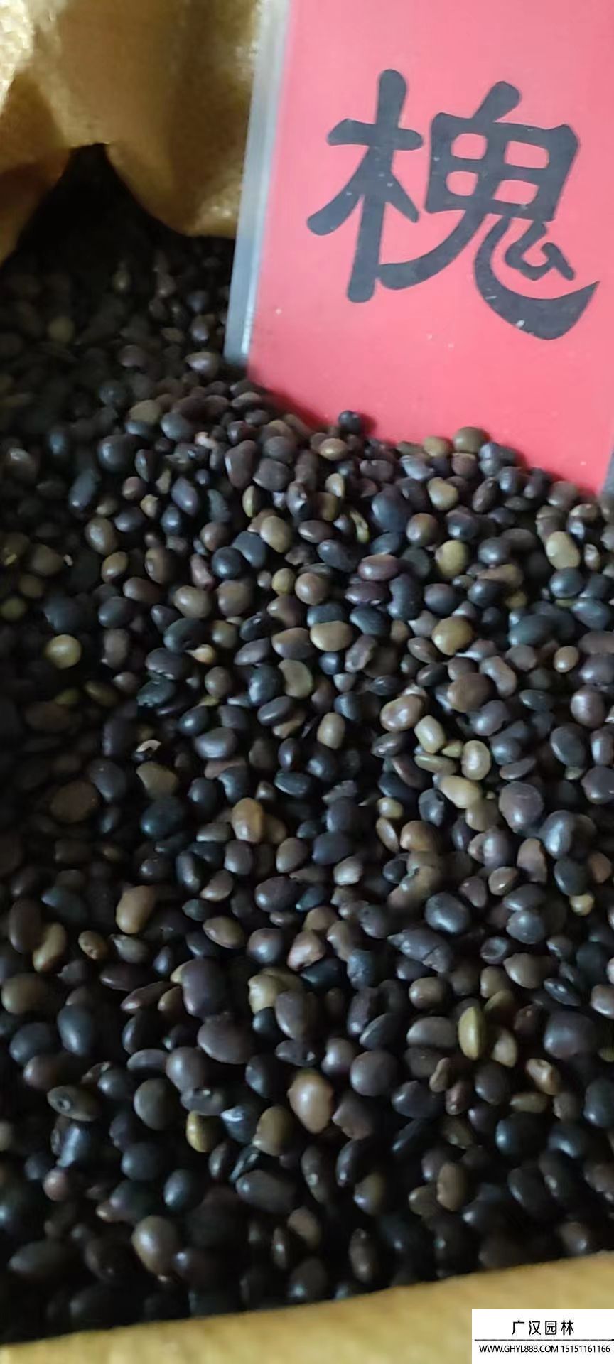 國槐樹種子 國槐樹種子