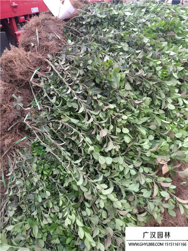 爬行衛(wèi)矛 爬行衛(wèi)矛