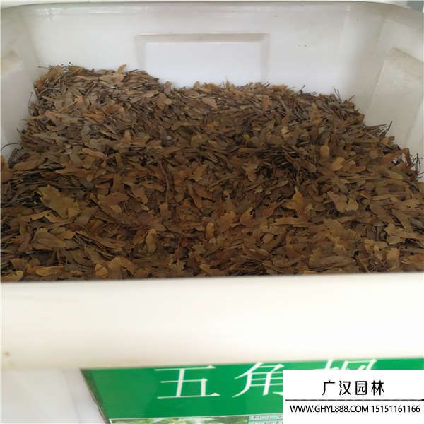 五角楓種子