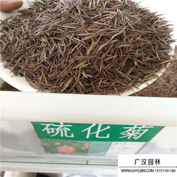 硫華菊種子 硫華菊種子