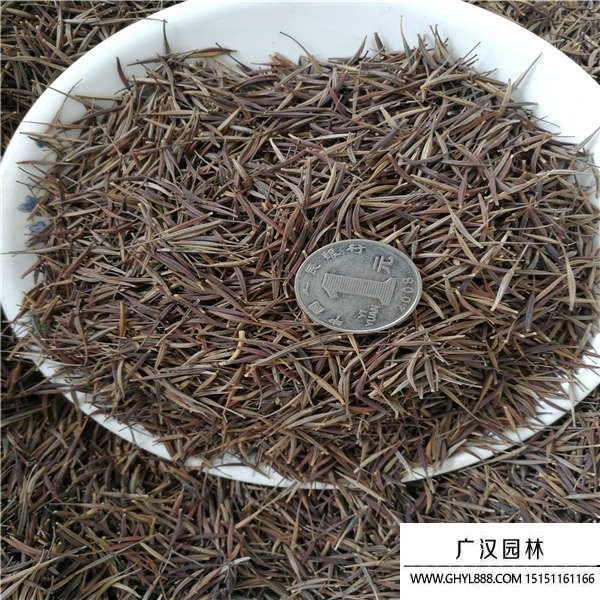 硫華菊種子 硫華菊種子