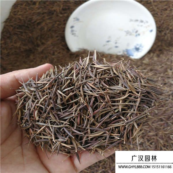 硫華菊種子 硫華菊種子