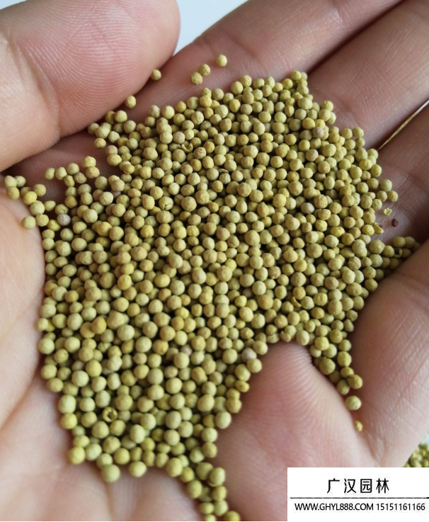 包衣白三葉種子