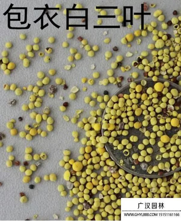 包衣白三葉種子