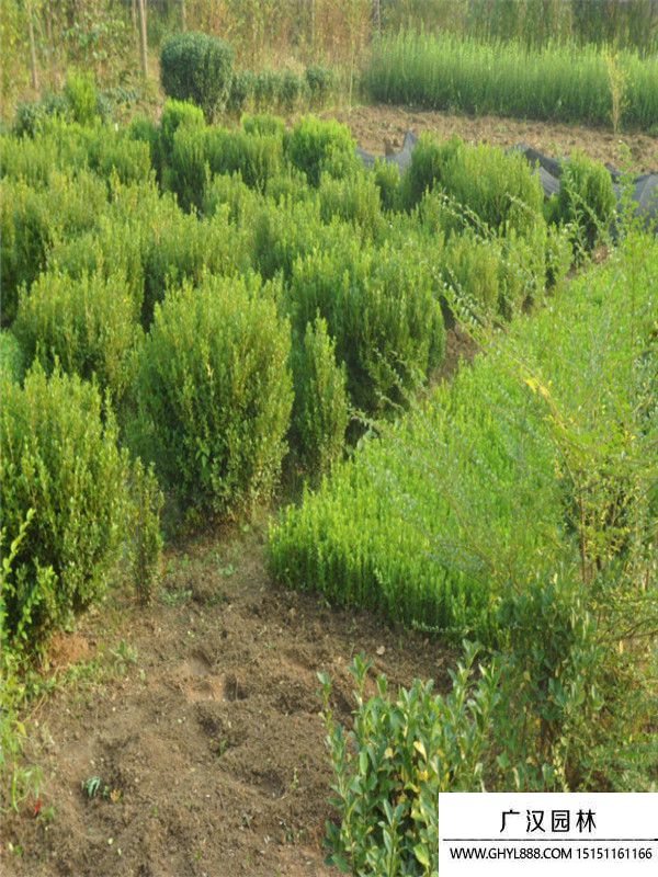 豆瓣黃楊 豆瓣黃楊