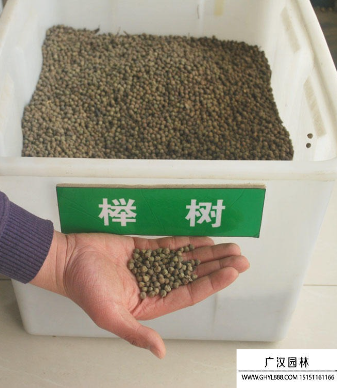 櫸樹種子 櫸樹種子