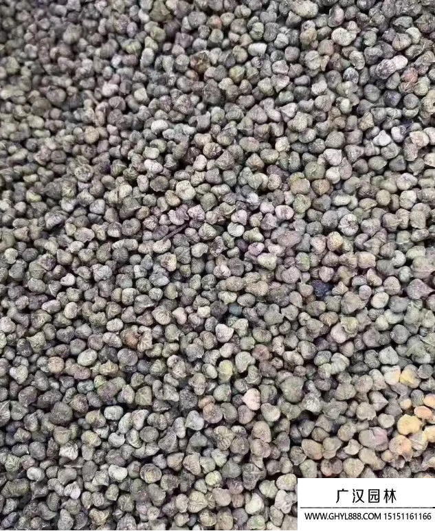 櫸樹種子 櫸樹種子