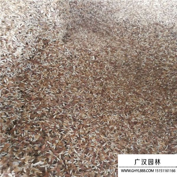 矢車菊種子 矢車菊種子