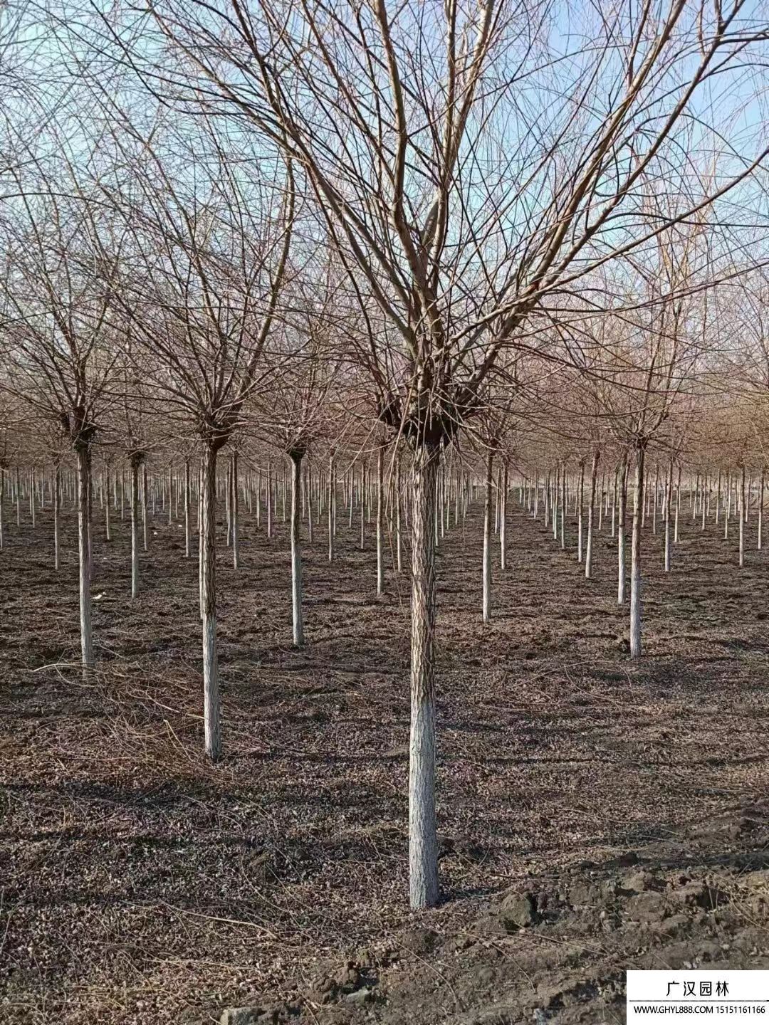 金絲垂柳 金絲垂柳