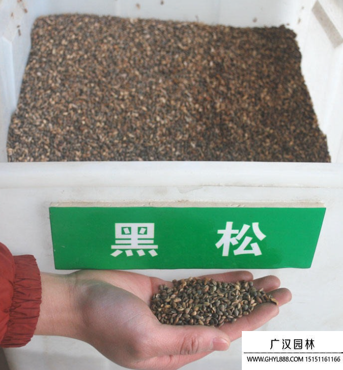 黑松種子
