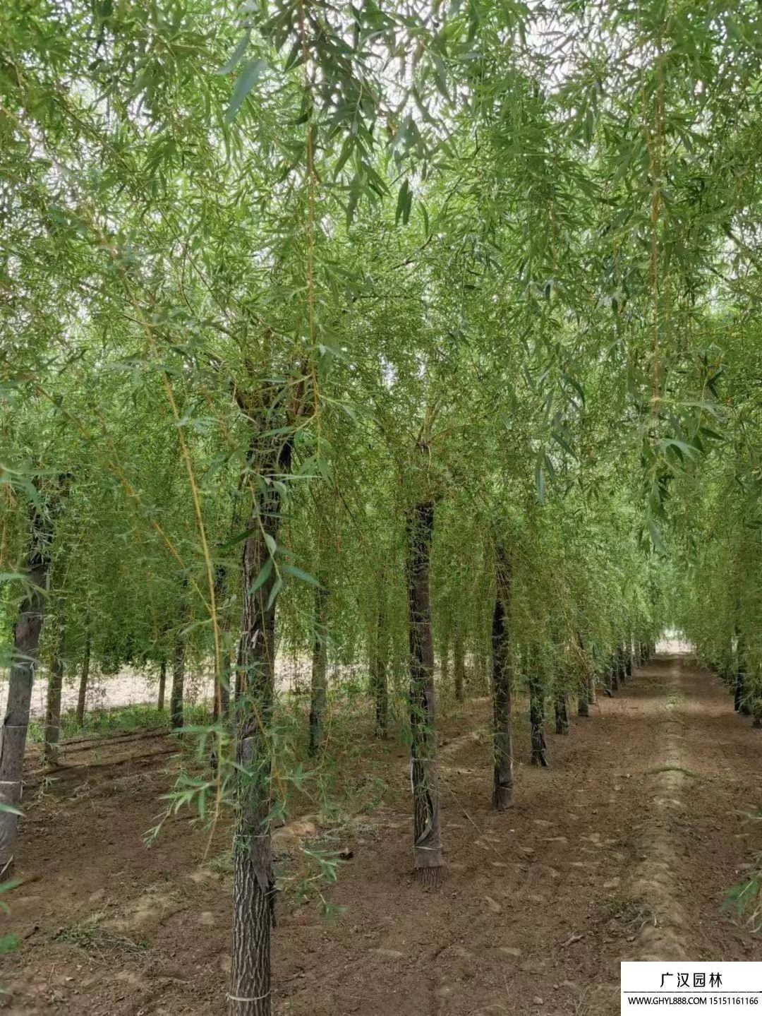 金絲垂柳 金絲垂柳