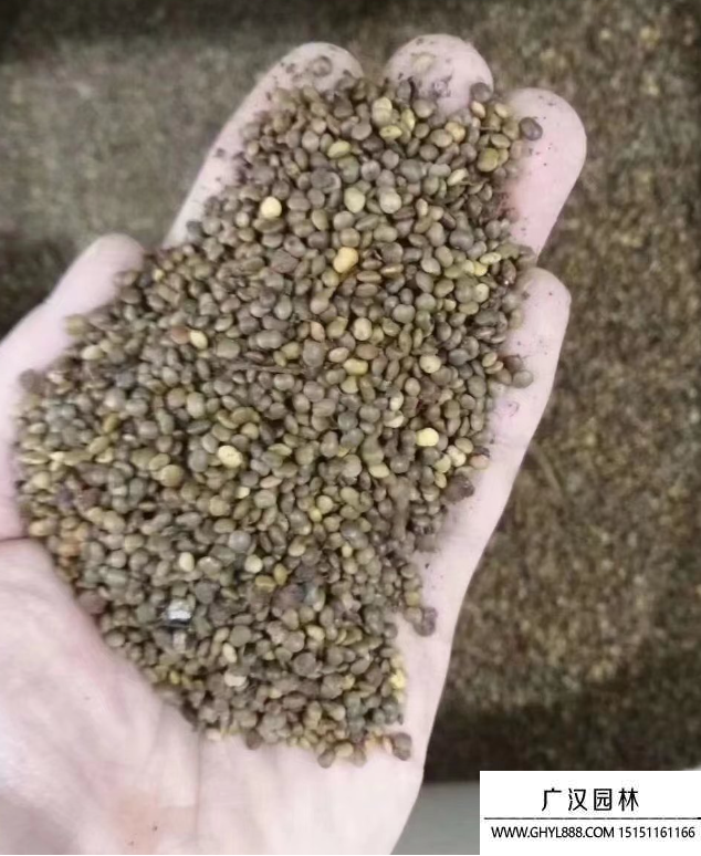 馬棘種子 馬棘種子