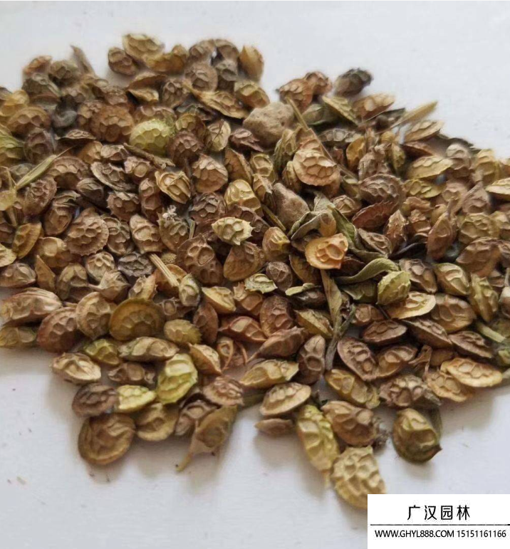 紅豆草種子 紅豆草種子