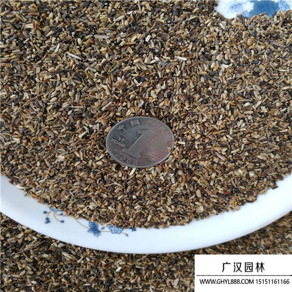 菊苣裸種 菊苣裸種