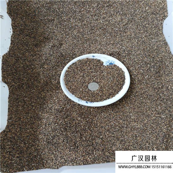 菊苣裸種 菊苣裸種