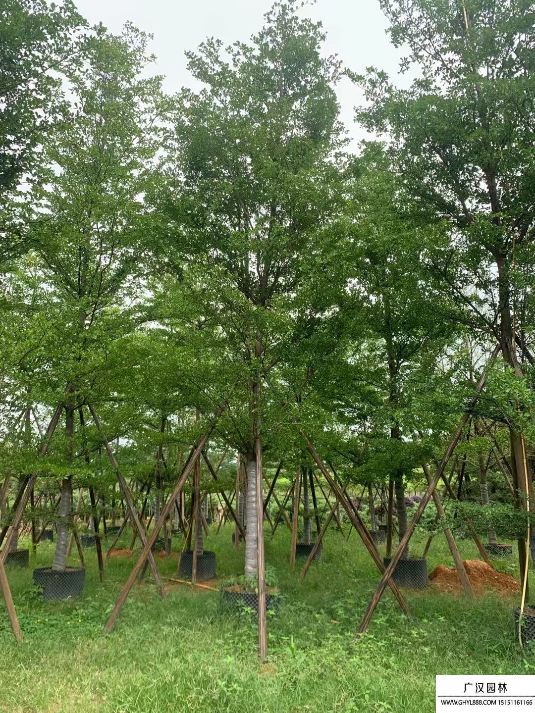 小葉欖仁 小葉欖仁