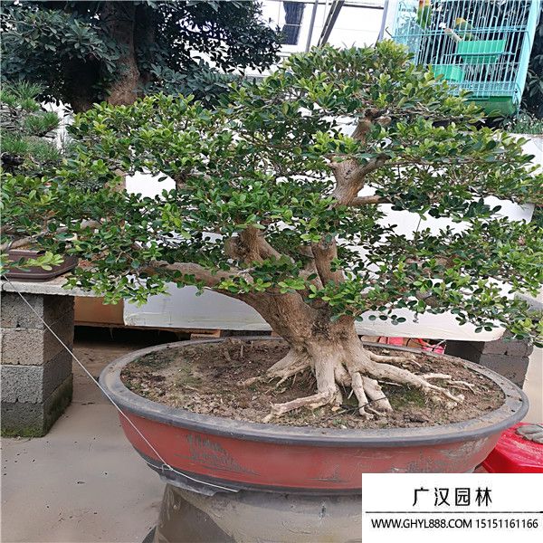 造型黃楊 造型黃楊