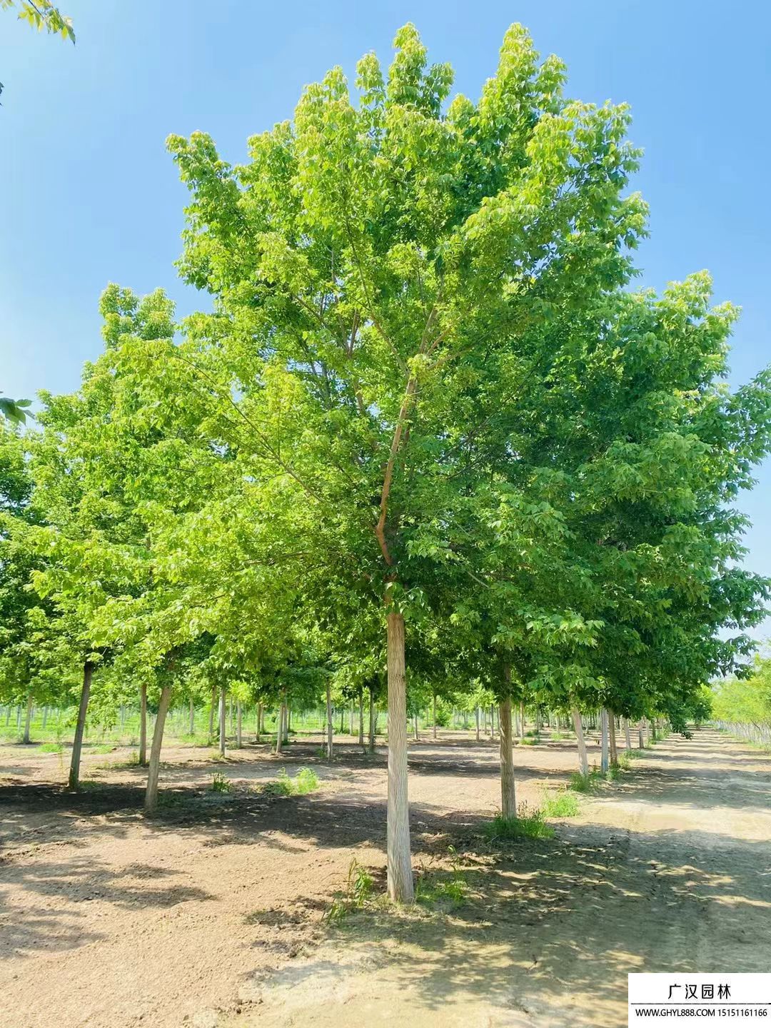 金葉復(fù)葉槭 金葉復(fù)葉槭