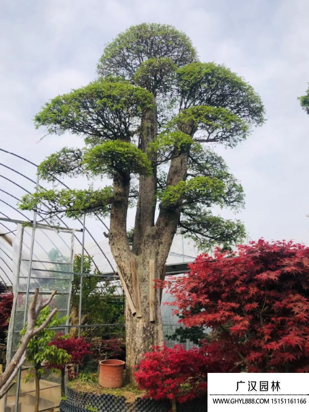 榆樹地景樹盆景