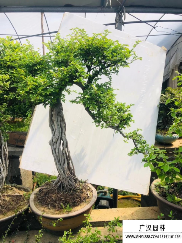 榆樹(shù)盆景 榆樹(shù)盆景