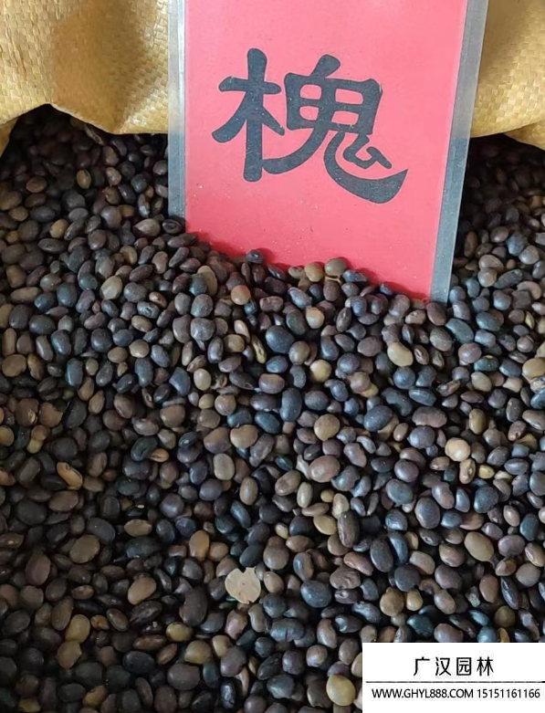 國槐樹種子 國槐樹種子