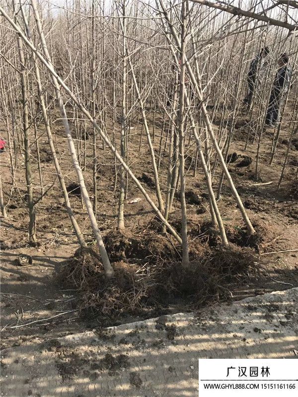 銀杏基地 (3).jpg